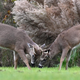 White-tailed deer in Delaware
